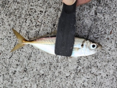 マアジの釣果