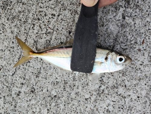 マアジの釣果