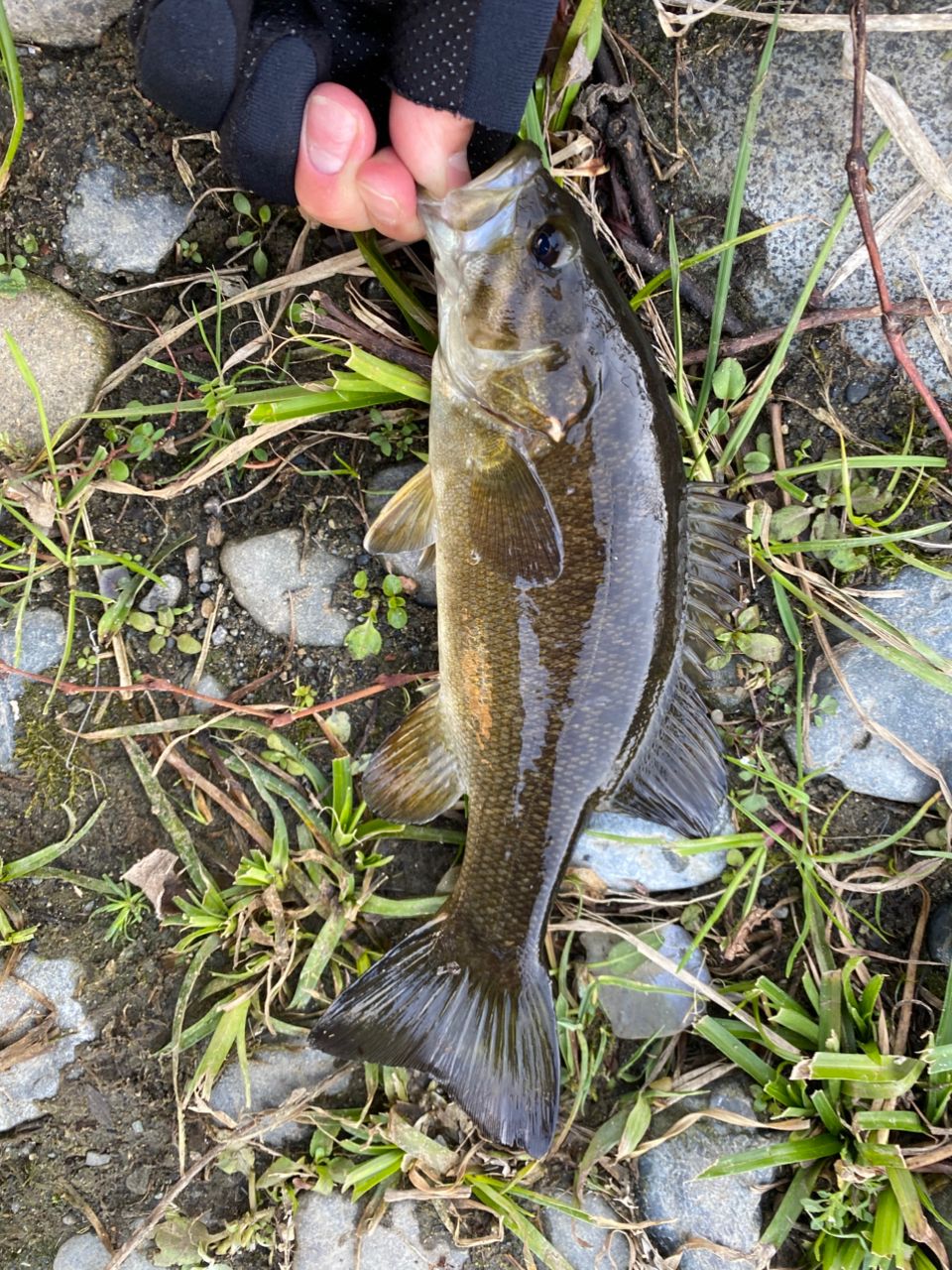 スモールマウスバス