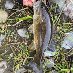 スモールマウスバス