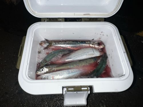 マイワシの釣果
