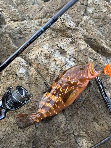 キジハタの釣果