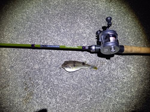 フグの釣果