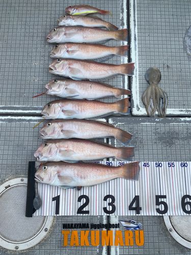 アマダイの釣果