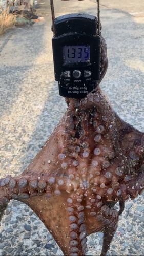 タコの釣果