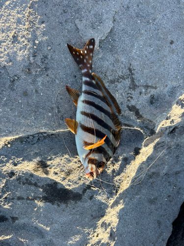 タカノハダイの釣果