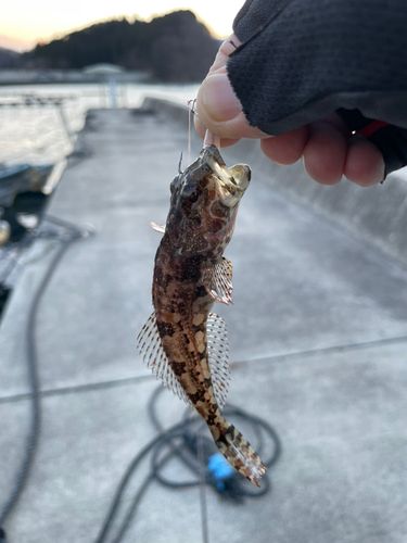 アナハゼの釣果