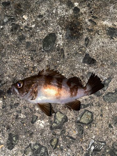 シロメバルの釣果
