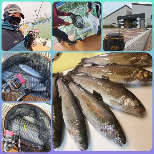 ニジマスの釣果