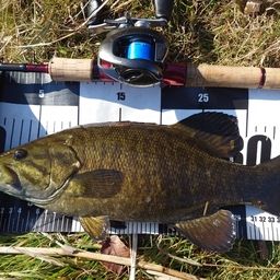 スモールマウスバス