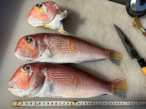 アカアマダイの釣果