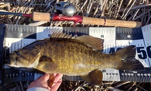 スモールマウスバスの釣果