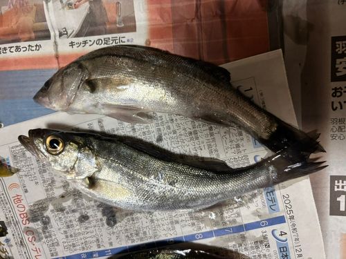 セイゴ（タイリクスズキ）の釣果