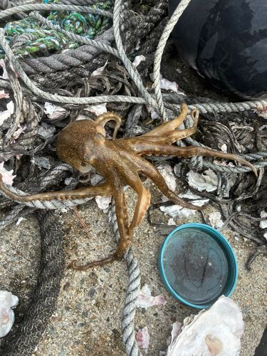 タコの釣果