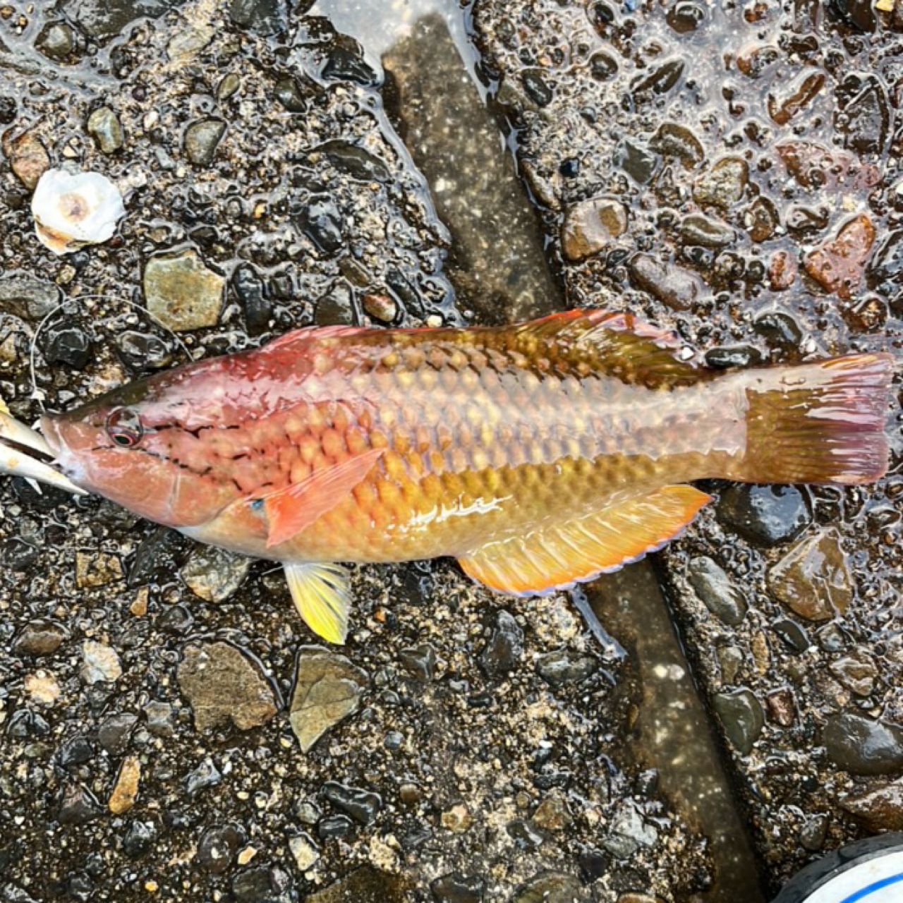 アカササノハベラ