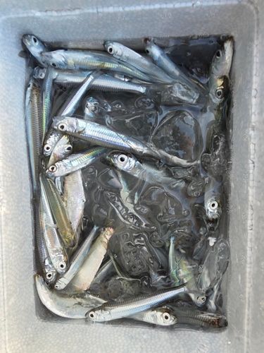 トウゴロウイワシの釣果