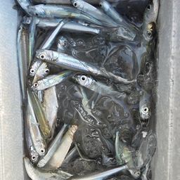 トウゴロウイワシ