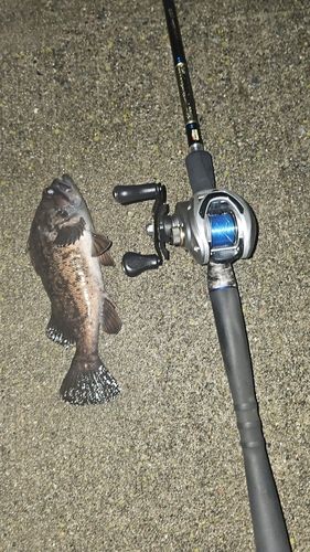 クロソイの釣果