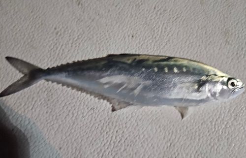 イケカツオの釣果