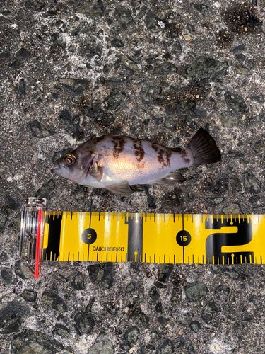 シロメバルの釣果