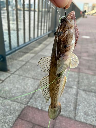 豊洲ぐるり公園