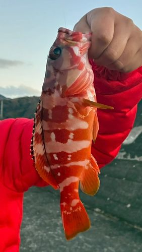 アカハタの釣果