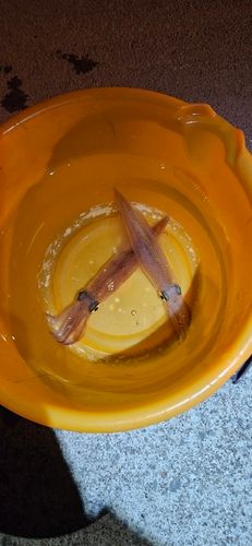 ヤリイカの釣果