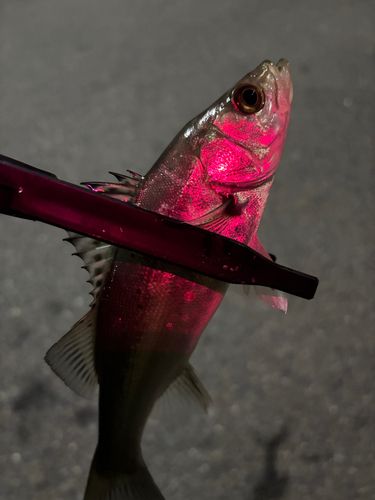 関門海峡（山口）