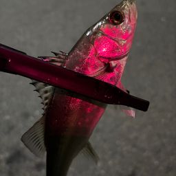 セイゴ（ヒラスズキ）