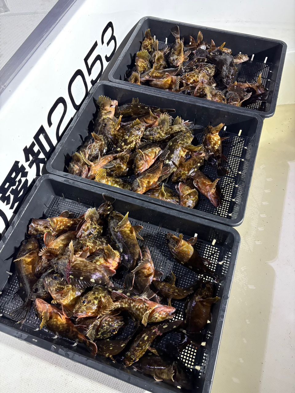 めぐちゃまさんの釣果 1枚目の画像