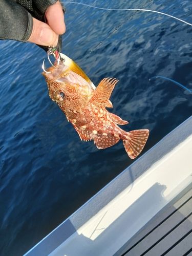 カサゴの釣果