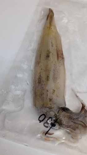 ヤリイカの釣果