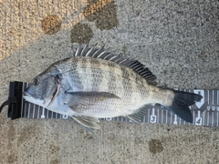 クロダイの釣果