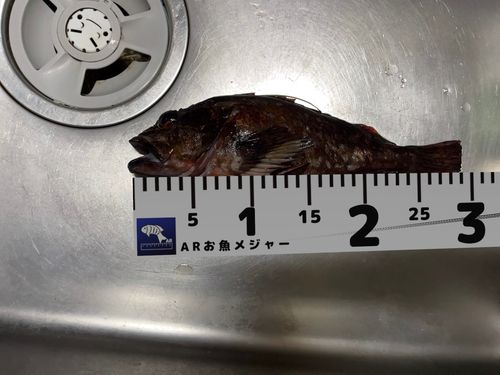 カサゴの釣果