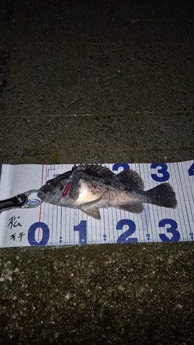 クロソイの釣果