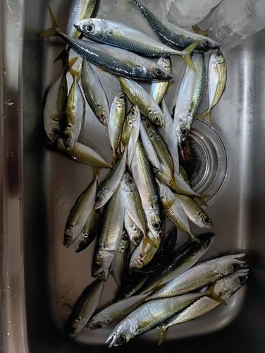 マアジの釣果