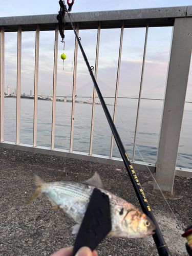 コノシロの釣果