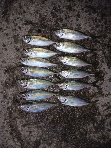 アジの釣果
