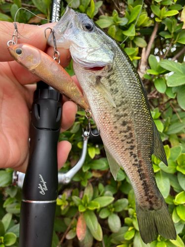 ブラックバスの釣果