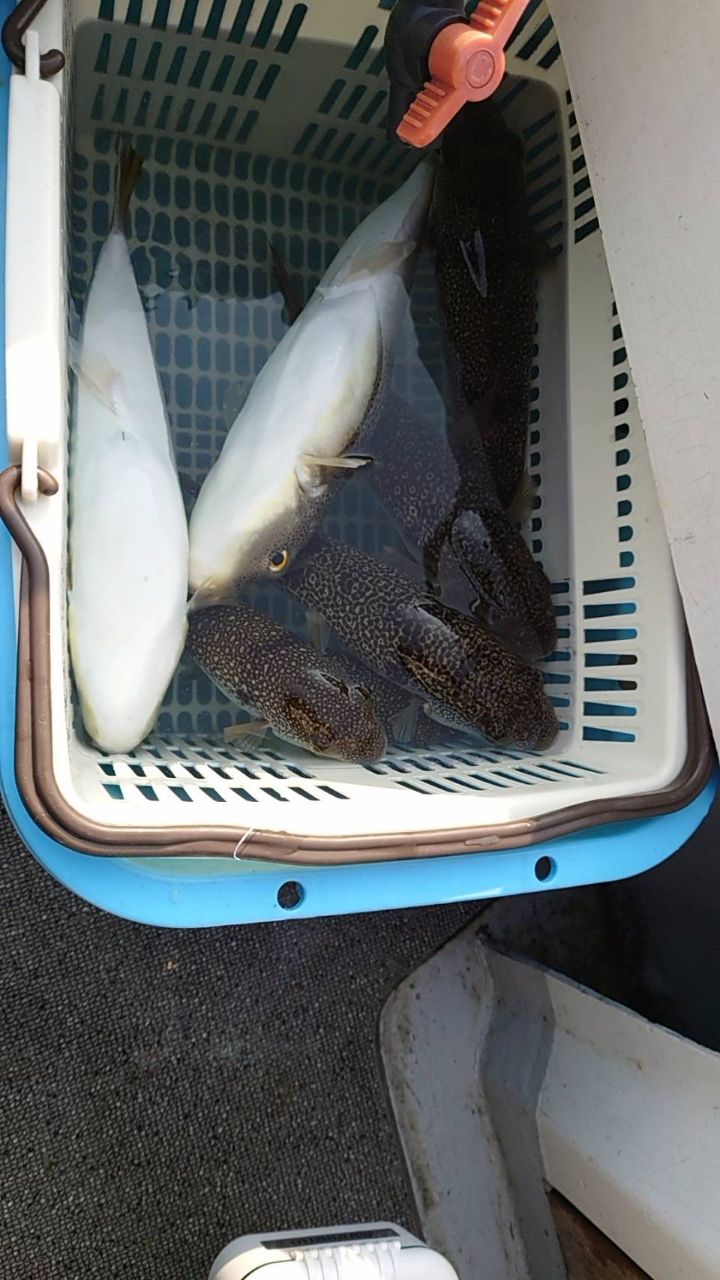 ショウサイフグ