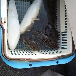 ショウサイフグ