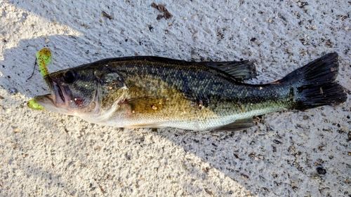 ブラックバスの釣果
