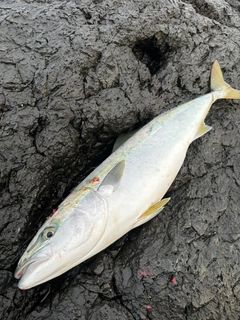 ヤズの釣果