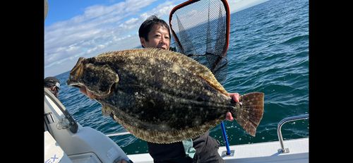 ヒラメの釣果