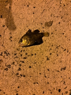 ヨコスジイシモチの釣果