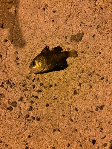 ヨコスジイシモチの釣果