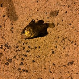 ヨコスジイシモチ