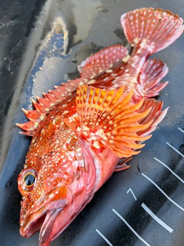 ウッカリカサゴの釣果