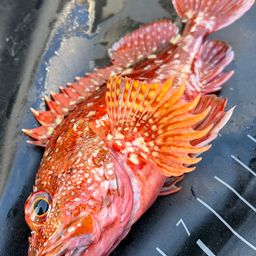 ウッカリカサゴ