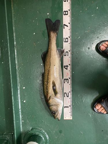 スズキの釣果